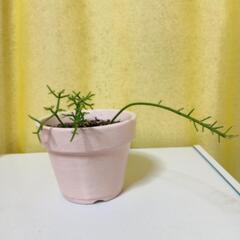 リプサリス
