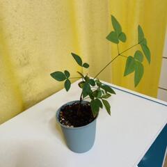 赤南天の画像