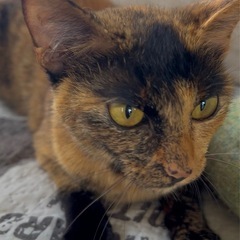 猫ちゃんの里親探してます。