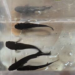 ① 早めの取引限定の方のみ！オロチメダカ ５匹以上さしあげます！...