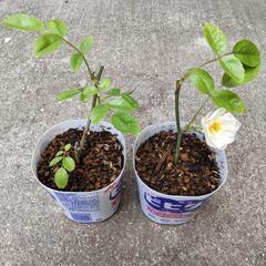 ミニ薔薇　白薄ピンク　挿し木苗