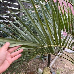 ココスヤシの画像