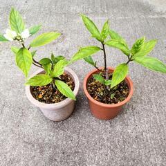 紫陽花　早咲き　挿し木苗