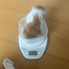 茶白猫ちゃん