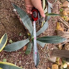 アガベ　アメリカーナの画像