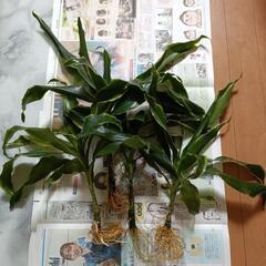 ドラセナ苗木　幸福の木　観葉植物