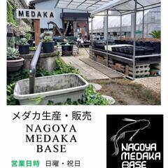 【レア】ミニホテイソウ店頭販売‼️♢名古屋改良メダカ直売所♢本店 - 地元のお店