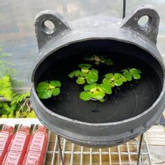 【レア】ミニホテイソウ店頭販売‼️♢名古屋改良メダカ直売所…