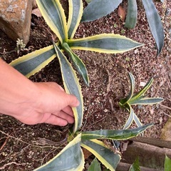 アガベアメリカーナ斑入りの画像