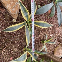 アガベアメリカーナ斑入りの画像