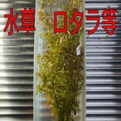 水草　ロタラなど。(2)　実質無料0円　#アクアリウム#水槽　府...