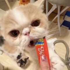 エキゾチックショートヘア