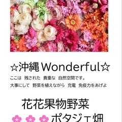 Ａ区画❗️趣味の家庭菜園〜やさい植えてみたい〜好き楽しみ体験〜😊🤚🏻 - 中頭郡
