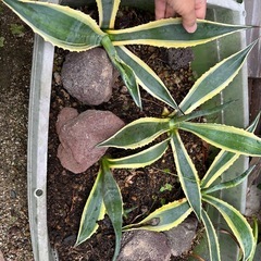 アガベアメリカーナ斑入りの画像