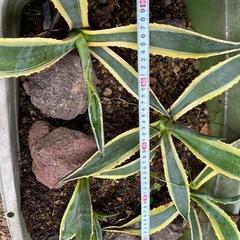 アガベアメリカーナ斑入りの画像