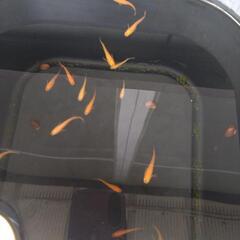 メダカの画像