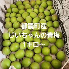 多いほどお値引きアップ！都農町産　無農薬　じいちゃんの青梅　１キロ～