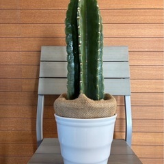 観葉植物 柱サボテン🌵お取引中