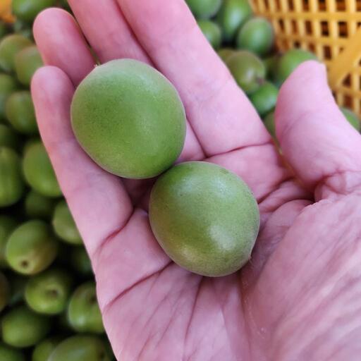 多いほどお値引きアップ！都農町産無農薬じいちゃんの青梅1キロ