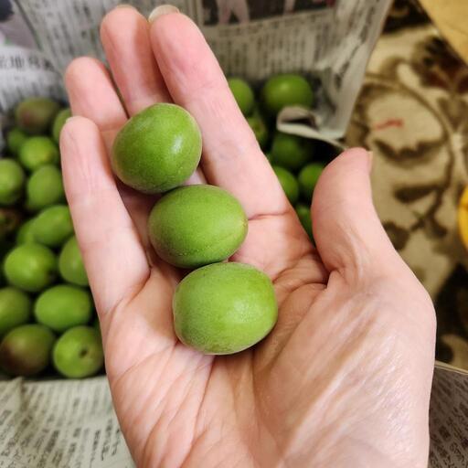 ⭕採れたて！宮崎県産 無農薬 福じいちゃんの青梅 サイズ混合 箱