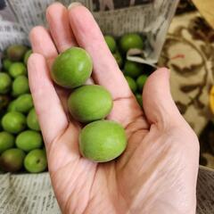 多いほどお値引きアップ！都農町産　無農薬　じいちゃんの青梅　１キロ～の画像