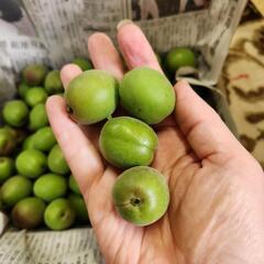 多いほどお値引きアップ！都農町産　無農薬　じいちゃんの青梅　１キロ～の画像