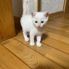 1ヶ月半の男の子🐱