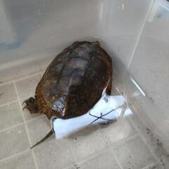 イシガメ　大人