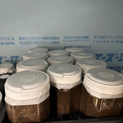 ヘラクレスオオカブト　の画像