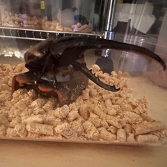 ヘラクレスオオカブト　