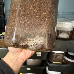 ヘラクレスオオカブト　の画像