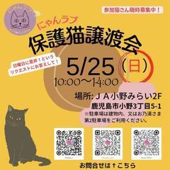 にゃんラブ譲渡会日曜日バージョン5/25