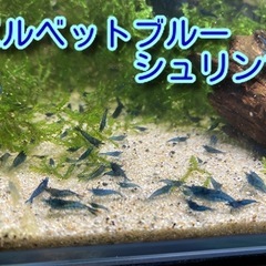 ☘️まだ沢山います☘️【12匹】スーパーブルー血統　ベルベットブ...