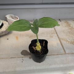 ひまわり苗
