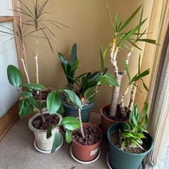 観葉植物　ゴムの木などの画像