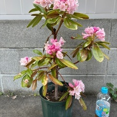 シャクナゲ　花苗
