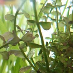 水草　アナカリスなど。(2)　実質無料0円　#アクアリウム#水槽...