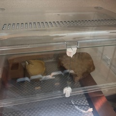 グラスハーモニー450 爬虫類飼育セット　ピタリ適温プラス