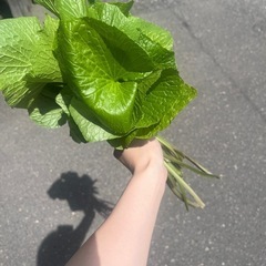 新鮮天然葉わさび