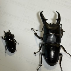 ツシマヒラタクワガタ　【大型サイズ　ペア　新成虫！】　🤗　（決まりました！）の画像