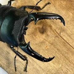 ツシマヒラタクワガタ　【大型サイズ　ペア　新成虫！】　🤗　（決まりました！）の画像