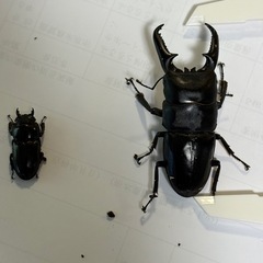 ツシマヒラタクワガタ　【大型サイズ　ペア　新成虫！】　🤗　（決まりました！）の画像