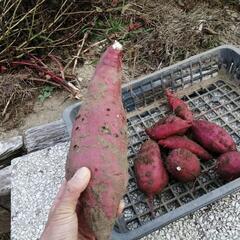 さつまいも苗【紅あずま 10本＋a】早いもの勝ち！の画像
