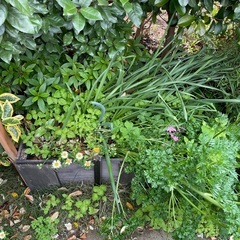 園芸　野菜栽培用　土