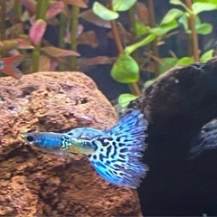 ☘️まだいます☘️メタルブルーグラスグッピー稚魚【10匹】☘️①の画像