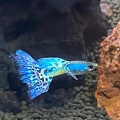 ☘️まだいます☘️メタルブルーグラスグッピー稚魚【10匹】☘️①の画像