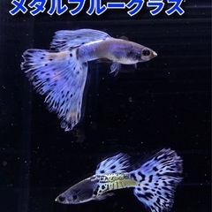 ☘️まだいます☘️メタルブルーグラスグッピー稚魚【10匹】☘️①