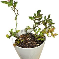 ミニバラ　鉢植え
