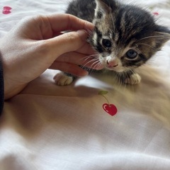 子猫　キジ猫　1ヶ月