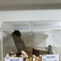 久留米産　オオクワガタ70mm ♂♀ペアの画像